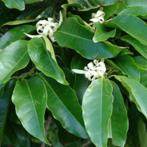 magnolia bio