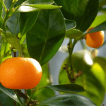 mandarine rouge bio