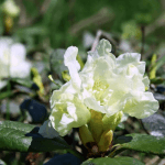 rhododendron bio