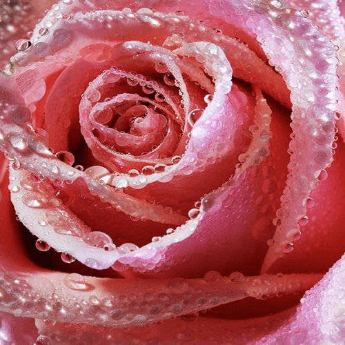 rose bio
