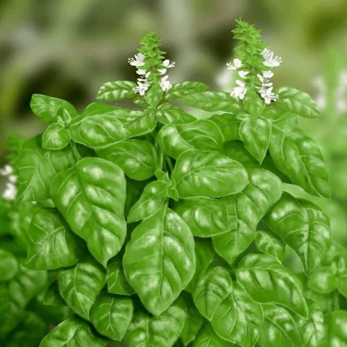 basilic grand vert bio