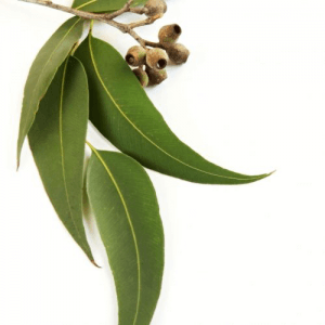 eucalyptus à fleurs multiple à cinéole