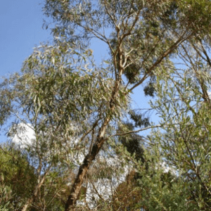 eucalyptus à fleurs multiple à cryptone