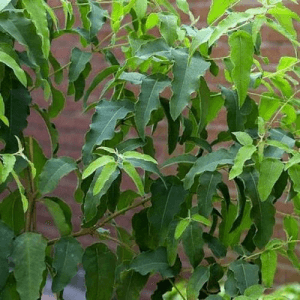 eucalyptus citronnée bio