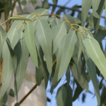 eucalyptus mentholé à piperitone