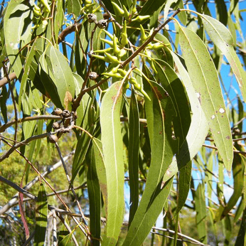 eucalyptus radiata bio