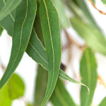 eucalyptus staigeriana bio